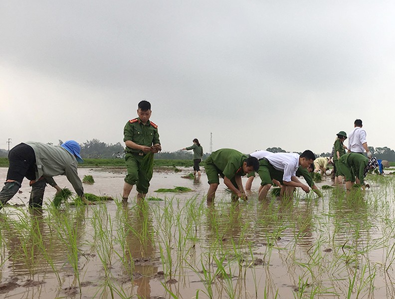 CAH Phú Xuyên hăng hái xuống đồng giúp dân cấy lúa